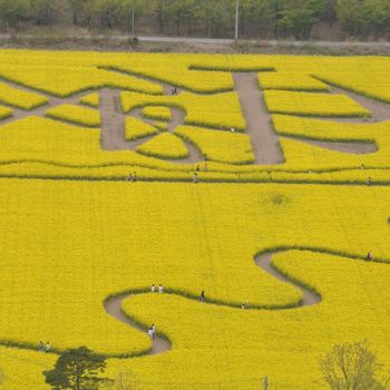 菜の花畑の愛