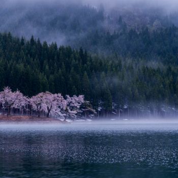 幻想桜