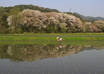 桜鏡の田園