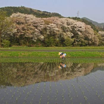 桜鏡の田園