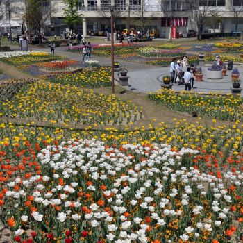 春花盛り