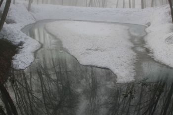 雪解けの美人林で