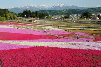 シバザクラと越後三山