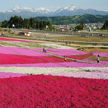 シバザクラと越後三山 写真ライブラリー 無料ダウンロード 公式 新潟県のおすすめ観光 旅行情報 にいがた観光ナビ