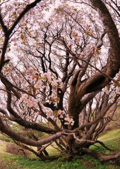 千竜桜