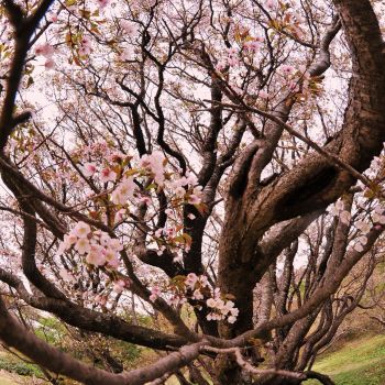 千竜桜