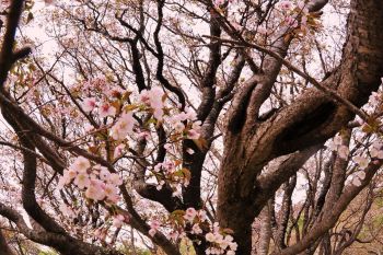 千竜桜