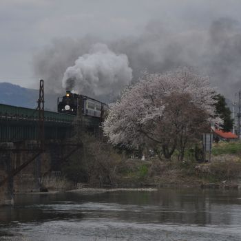 ばんえつ号と一本の桜