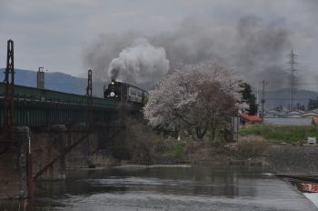 ばんえつ号と一本の桜