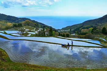 田植えの頃