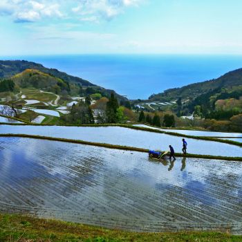 田植えの頃