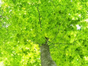 新緑の世界 写真ライブラリー 無料ダウンロード 公式 新潟県のおすすめ観光 旅行情報 にいがた観光ナビ