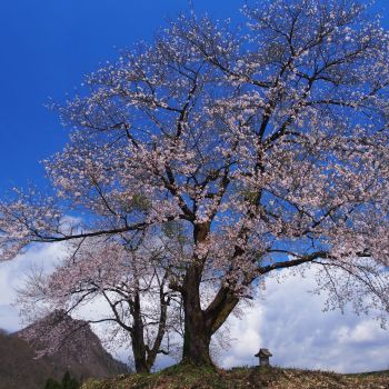 天空の夫婦桜