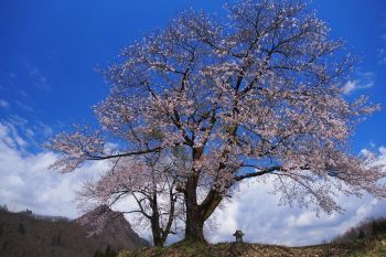 天空の夫婦桜