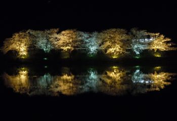 夜桜