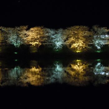 夜桜
