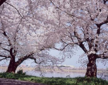 鳥屋野の春