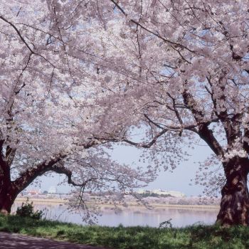 鳥屋野の春