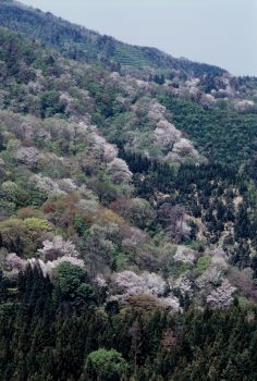 大峰山さくら