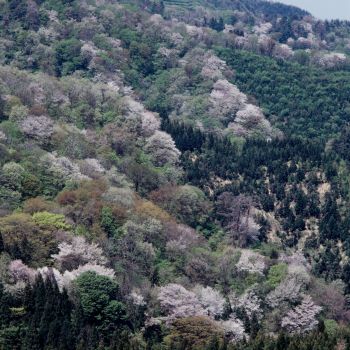 大峰山さくら