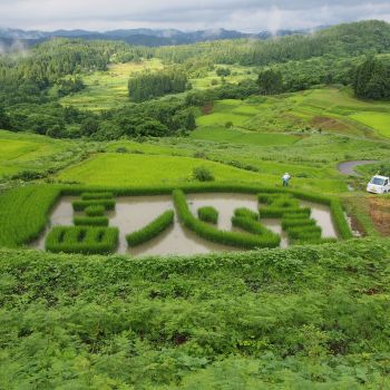 今年の稲文字は「心」です。