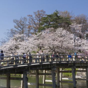 高田城址公園観桜会