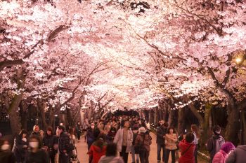 高田城址公園観桜会