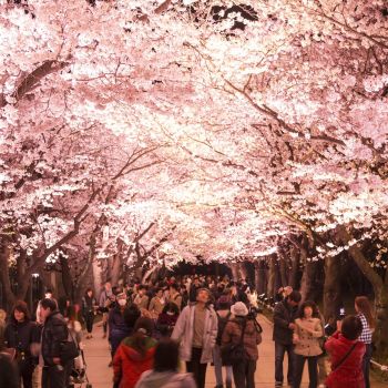 高田城址公園観桜会