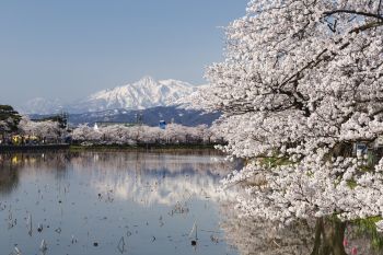 高田城址公園観桜会