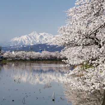 高田城址公園観桜会