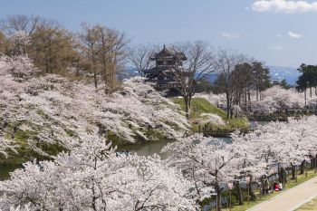 高田城址公園観桜会