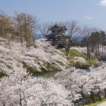 高田城址公園観桜会