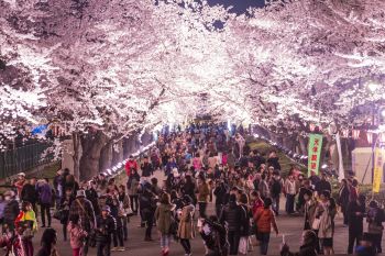 高田城址公園観桜会