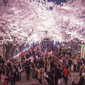 高田城址公園観桜会