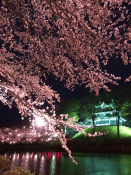 高田城址公園観桜会