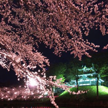 高田城址公園観桜会