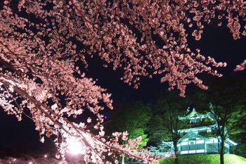 高田城址公園観桜会