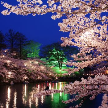 高田城址公園観桜会