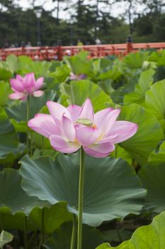 高田城址公園観蓮会