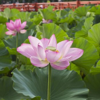 高田城址公園観蓮会