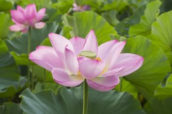 高田城址公園観蓮会