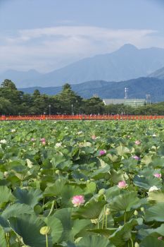 高田城址公園観蓮会