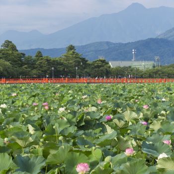 高田城址公園観蓮会