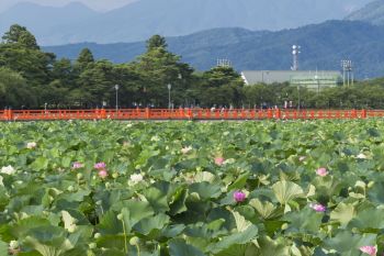 高田城址公園観蓮会
