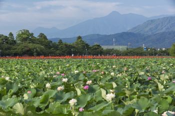 高田城址公園観蓮会