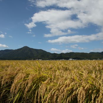 越後平野