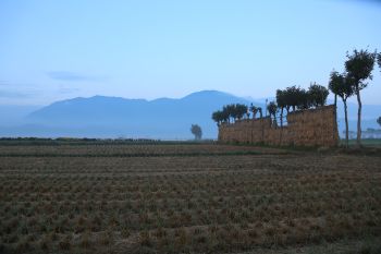 夏井のハザ木