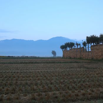 夏井のハザ木