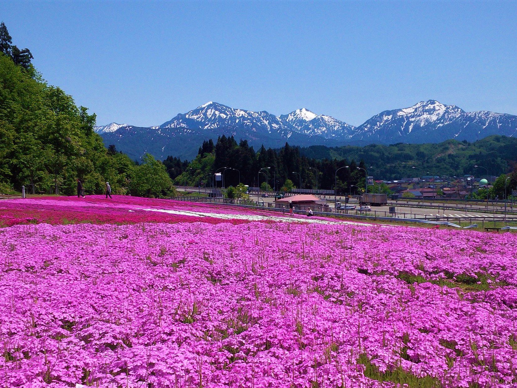 鮮やかなピンクの芝桜と残雪残る越後三山のコラボレーション／魚沼市