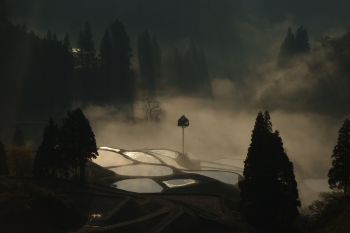 霧湧く棚田